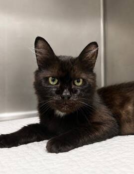 Sirius -  Domestic Medium Hair Cat for Adoption in New Cumberland, West Virginia - Sirius | PetCurious