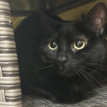 American Shorthair Cats Available for Adoption - Aniya | PetCurious