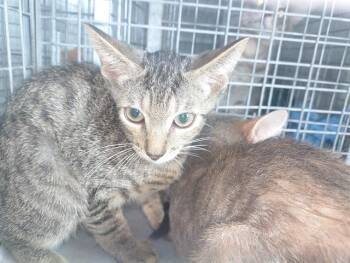 Rescue Domestic Short Hair Cats for Adoption in Fort Lauderdale, Florida - A2450128 | PetCurious