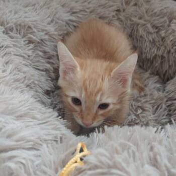 Domestic Short Hair Cats Available for Adoption in Atlanta, Georgia - Chaco | PetCurious