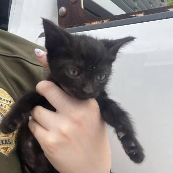 Elliot -  Domestic Short Hair Cat for Adoption in Lake Jackson, Texas - Elliot | PetCurious