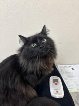 Orion -  Domestic Long Hair Cat for Adoption in Sherwood, Oregon - Orion | PetCurious