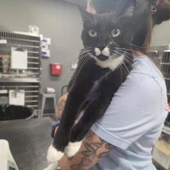 Daphne -  Domestic Short Hair Cat for Adoption in Salt Lake City, Utah - Daphne | PetCurious