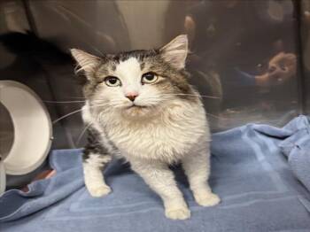 Rescue Domestic Medium Hair Cats for Adoption in Woodland, California - *JACK | PetCurious