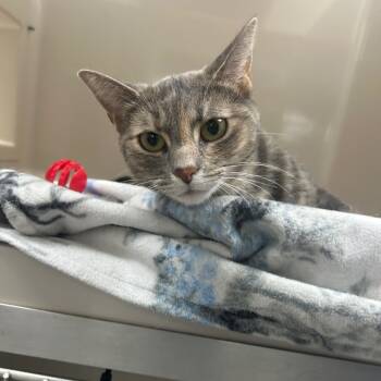 Rescue Domestic Short Hair Cats for Adoption in La Grange, Kentucky - Tiabean | PetCurious