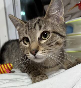 Suzuki -  Domestic Short Hair Cat for Adoption in Jackson, Georgia - Suzuki | PetCurious