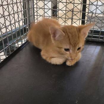 Weasley -  Domestic Short Hair Cat for Adoption in Lake Panasoffkee, Florida - Weasley | PetCurious