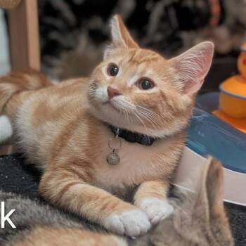 Derek -  Domestic Short Hair Cat for Adoption in Portland, Oregon - Derek | PetCurious