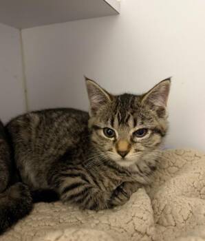 Mia -  Domestic Short Hair Cat for Adoption in Liverpool, New York - Mia | PetCurious