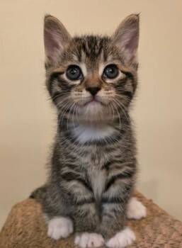 Howie -  Domestic Short Hair Cat for Adoption in Allegan, Michigan - Howie | PetCurious