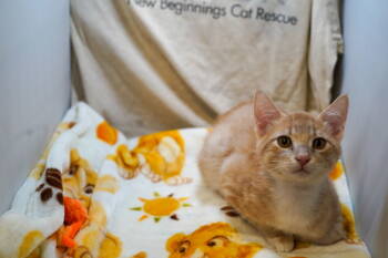 Rescue Tabby and Domestic Short Hair Cats for Adoption in Garland, Texas - Vigilante | PetCurious