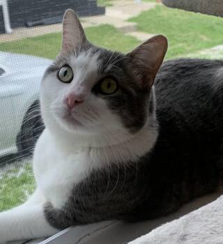 Alfred -  Domestic Short Hair Cat for Adoption in Grove City, Ohio - Alfred | PetCurious