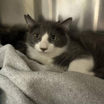 Domestic Medium Hair Cats Available for Adoption in Walnut Creek, California - Tobago | PetCurious