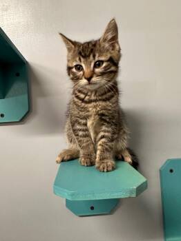 Huey -  Domestic Short Hair Cat for Adoption in Plymouth, Connecticut - Huey | PetCurious