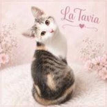 LaTavia -  Domestic Short Hair Cat for Adoption in Portsmouth, Ohio - LaTavia | PetCurious