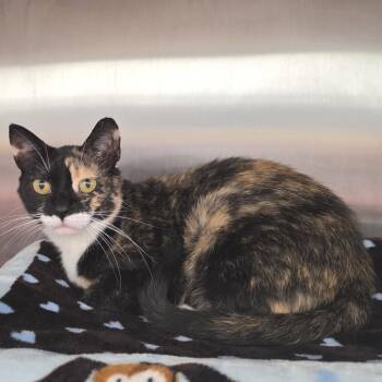 Kinder -  Domestic Short Hair Cat for Adoption in Fort Wayne, Indiana - Kinder | PetCurious