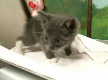 A2079725 -  Domestic Short Hair Cat for Adoption in Houston, Texas - A2079725 | PetCurious