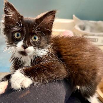 Mira -  Domestic Medium Hair Cat for Adoption in Cumming, Georgia - Mira | PetCurious