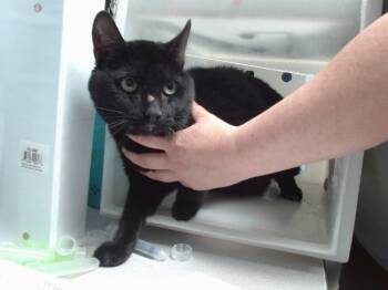 Rescue Domestic Short Hair Cats for Adoption in Albuquerque, New Mexico - BINX | PetCurious