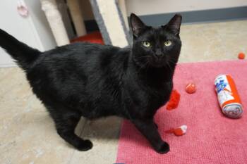 Hermann -  Domestic Short Hair Cat for Adoption in Fountain Hills, Arizona - Hermann | PetCurious