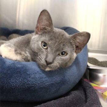 Jenny -  Domestic Short Hair Cat for Adoption in Des Moines, Iowa - Jenny | PetCurious