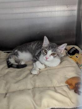 Rescue Domestic Short Hair Cats for Adoption in Brunswick, Georgia - MISO | PetCurious