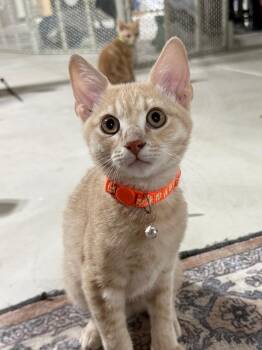 Domestic Short Hair Cats Available for Adoption - Beetle | PetCurious
