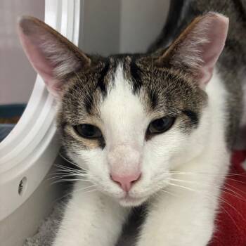 Domestic Short Hair Cats Available for Adoption - Lucas | PetCurious
