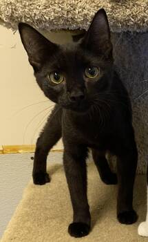 Lowell -  Domestic Short Hair Cat for Adoption in Los Angeles, California - Lowell | PetCurious