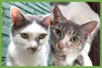 Rescue Domestic Short Hair Cats for Adoption in Amherst, Massachusetts - Chicken And Porkchop | PetCurious