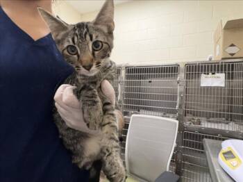 CHARLIE -  Domestic Short Hair Cat for Adoption in Santa Fe, New Mexico - CHARLIE | PetCurious