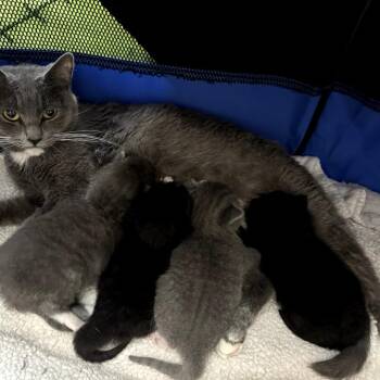 Domestic Short Hair Cats Available for Adoption in San Jacinto, California - Dumpling | PetCurious