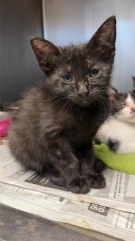 PEGGY -  Domestic Short Hair Cat for Adoption in San Antonio, Texas - PEGGY | PetCurious
