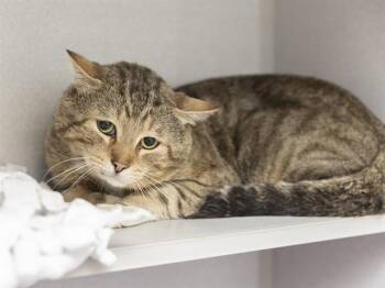 Domestic Short Hair Cats Available for Adoption in Phoenix, Arizona - TANK | PetCurious