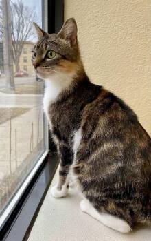 Domestic Short Hair and Torbie Cats Available for Adoption - Freda | PetCurious
