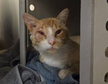 Domestic Short Hair Cats Available for Adoption in Martinez, California - BIG CHEESE | PetCurious