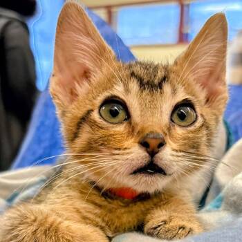 Gomez -  Domestic Short Hair Cat for Adoption in Las Cruces, New Mexico - Gomez | PetCurious