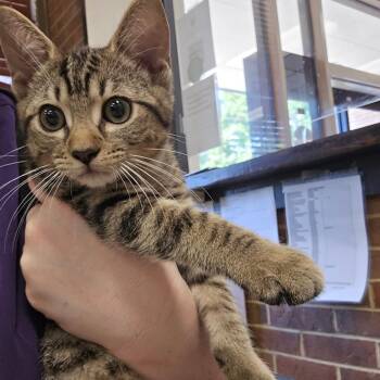 Tigger -  Domestic Short Hair Cat for Adoption in Birmingham, Alabama - Tigger | PetCurious