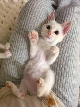 Creme -  Siamese Cat for Adoption in Villa Park, California - Creme | PetCurious