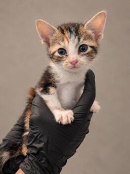 Carrie -  Domestic Short Hair Cat for Adoption in Austin, Texas - Carrie | PetCurious