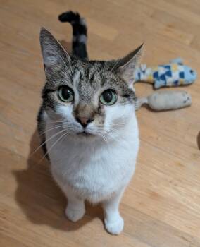 Benji -  Domestic Short Hair Cat for Adoption in Pittsboro, North Carolina - Benji | PetCurious