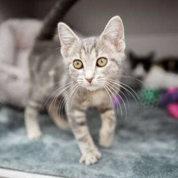 Swai -  Domestic Short Hair Cat for Adoption in Atlanta, Georgia - Swai | PetCurious