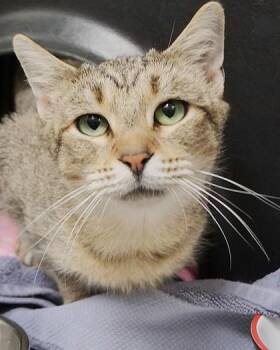 Andi -  Domestic Short Hair Cat for Adoption in Fishers, Indiana - Andi | PetCurious