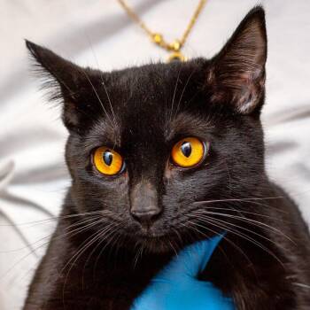 Domestic Short Hair Cats Available for Adoption - Basiliski | PetCurious