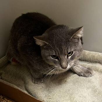 72874 -  Domestic Short Hair Cat for Adoption in Harrisonburg, Virginia - 72874 | PetCurious