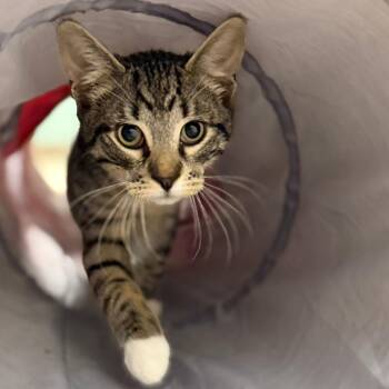 Bali -  Domestic Short Hair Cat for Adoption in Pittsford, Vermont - Bali | PetCurious