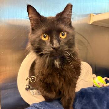 Domestic Long Hair Cats Available for Adoption in Fairport, New York - Dave | PetCurious