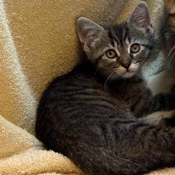 Latte -  Domestic Short Hair Cat for Adoption in Pittsburgh, Pennsylvania - Latte | PetCurious