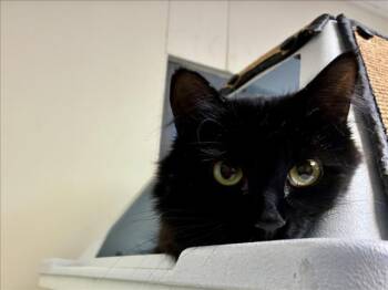 DEMI -  Domestic Long Hair Cat Available for Adoption in Santa Fe, New Mexico - DEMI | PetCurious