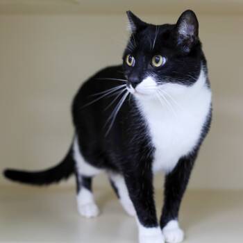 Rescue Domestic Short Hair Cats for Adoption in Los Angeles, California - Oliver | PetCurious